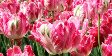 Iskusni savet: kako posaditi tulipane u padu u zemlji